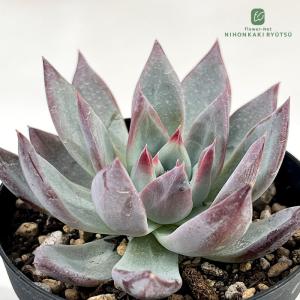 多肉植物 oriミックスベリア No.032 眠り姫 おらいさん苗 送料無料