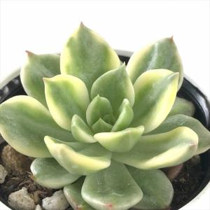 多肉植物 oriミックスベリア No.064 白玉美尼 おらいさん苗 送料無料