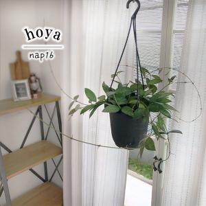 ホヤ　hoya シェパーディ　3号　吊り鉢　① おしゃれ 観葉植物：ホヤ シェパーディ*吊り鉢 5号 : 遊恵盆栽 Yahoo