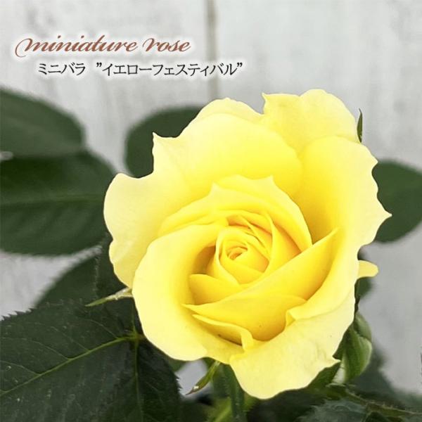 予約販売 ミニバラ イエローフェスティバル 3号ポット バラ 薔薇 バラ苗 苗 ars 10月下旬以...