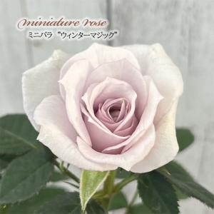 ミニバラミサキ極小輪みさき : a.k.g - 通販 - Yahoo!ショッピング