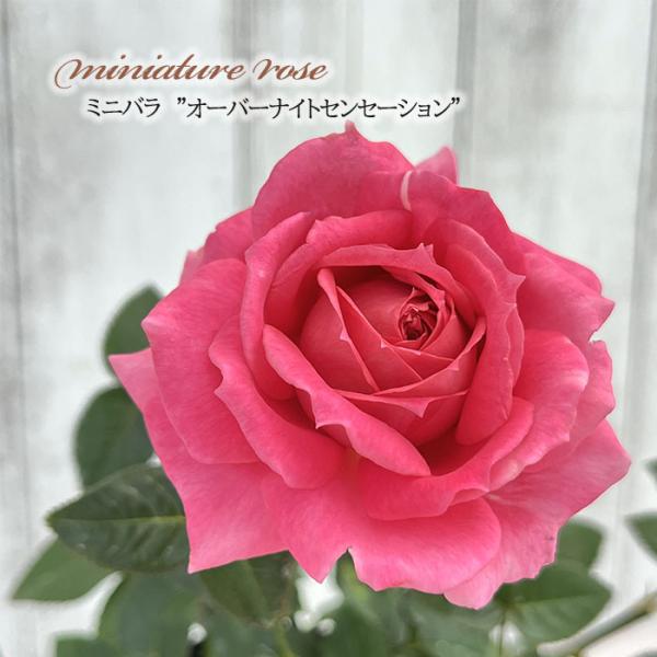 予約販売 ミニバラ オーバーナイトセンセーション 3号ポット 四季咲き 強香 香り バラ 薔薇 バラ...