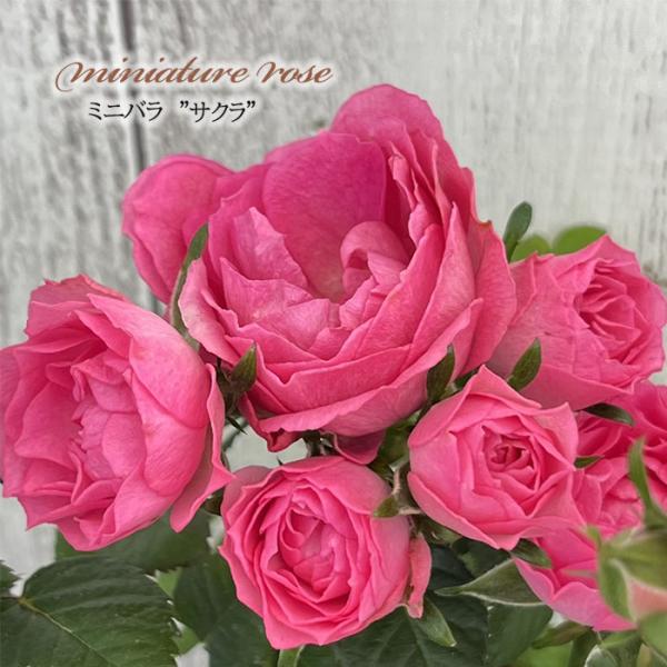 予約販売 ミニバラ サクラ 3号ポット バラ バラ苗 苗 ars 10月下旬以降発送 薔薇