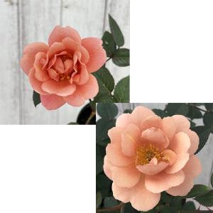 予約販売 ミニバラ テディベアー 3号ポット ...の詳細画像1