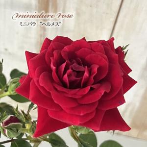 薔薇　3号 日本花キ流通 予約販売 ミニバラ T.Fタッカー 3号ポット