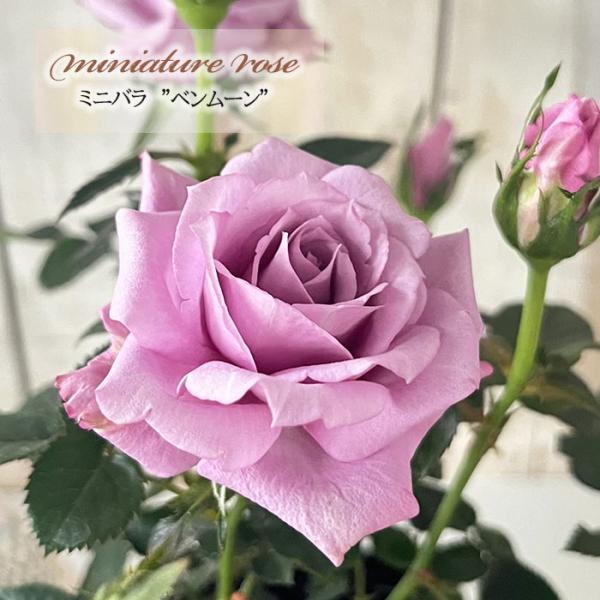 予約販売 ミニバラ ベンムーン 3号ポット 四季咲き 芳香 香り バラ 薔薇 バラ苗 苗 紫 ars...