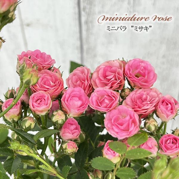 予約販売 ミニバラ ミサキ 3号ポット 四季咲き バラ 薔薇 バラ苗 苗 ピンク ars 4月下旬以...