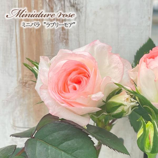 予約販売 ミニバラ ラブリーモア 3号ポット 四季咲き バラ 薔薇 バラ苗 苗 白 ars 4月下旬...