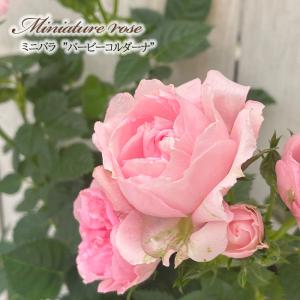 「ミサキ」切り花品種バラ苗　レアバラ　3点 楽天市場】予約販売 ミニバラ ミサキ 3号ポット 四季咲き バラ 薔薇
