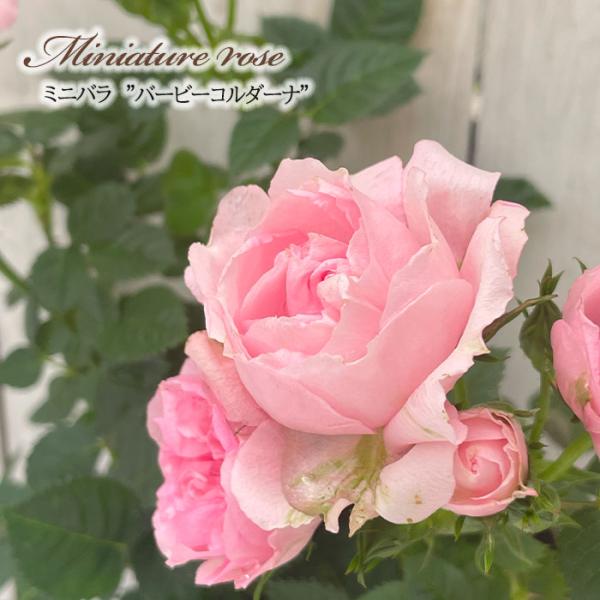 予約販売 ミニバラ バービーコルダーナ 3号ポット 四季咲き バラ 薔薇 バラ苗 苗 コルダナ ピン...