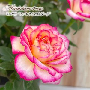 植物/挿し木苗/マイクロミニバラ ミサキ みさき 10.5cm(L)/（月曜日
