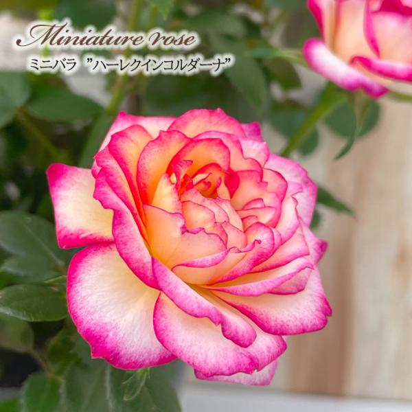 予約販売 ミニバラ ハーレクイーンコルダーナ 3号ポット 四季咲き バラ 薔薇 バラ苗 苗 コルダナ...