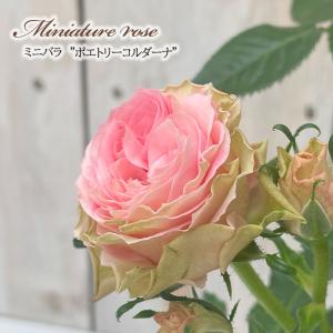 日本花キ流通 予約販売 ミニバラ ボルドーコルダーナ 登録品種 3号
