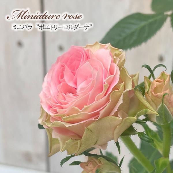 予約販売 ミニバラ ポエトリーコルダーナ 3号ポット 四季咲き バラ 薔薇 バラ苗 苗 コルダナ グ...