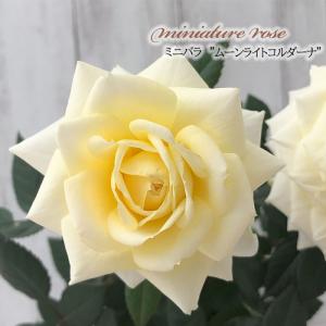 予約販売 バラ 苗 新苗 確実園 花の道タカラヅカ 四季咲き 薔薇 ばら