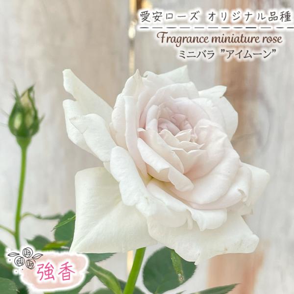 予約販売 ミニバラ アイムーン 3号ポット 四季咲き 強香 香り バラ 薔薇 バラ苗 苗 白 愛安ロ...