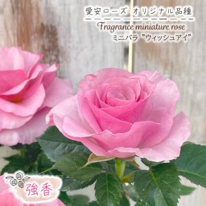 日本花キ流通 予約販売 ミニバラ ミサキ 3号ポット 四季咲き バラ 薔薇