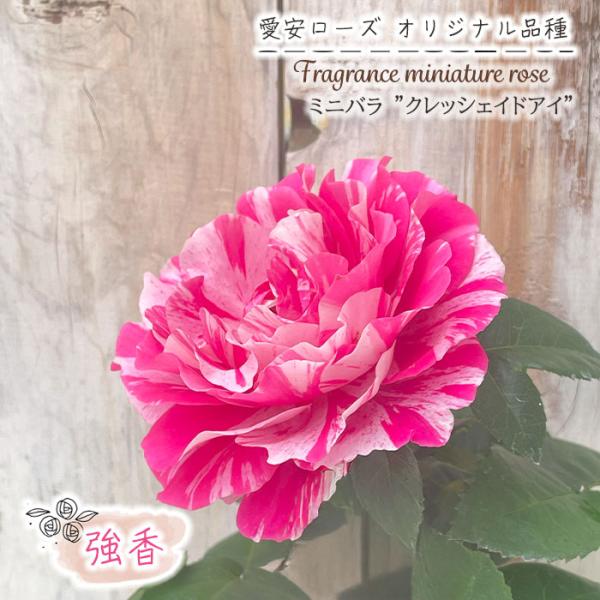 予約販売 ミニバラ クレッシェンドアイ 3号ポット 四季咲き 強香 香り バラ 薔薇 バラ苗 苗 ピ...