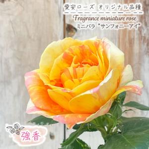 日本花キ流通 予約販売 ミニバラ ベンムーン 3号ポット 四季咲き 芳香
