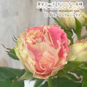 芳香‼️ミニバラ♡ベンムーン♡３号♡2個セット♡ポットごとメルカリ便 芳香ミニ薔薇 ベンムーン【花苗3号ポット売り】｜ 【植物の