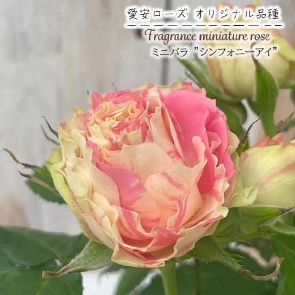予約販売 ミニバラ シンフォニーアイ 3号ポット 四季咲き バラ 薔薇 バラ苗 苗 ピンク 愛安ロー...