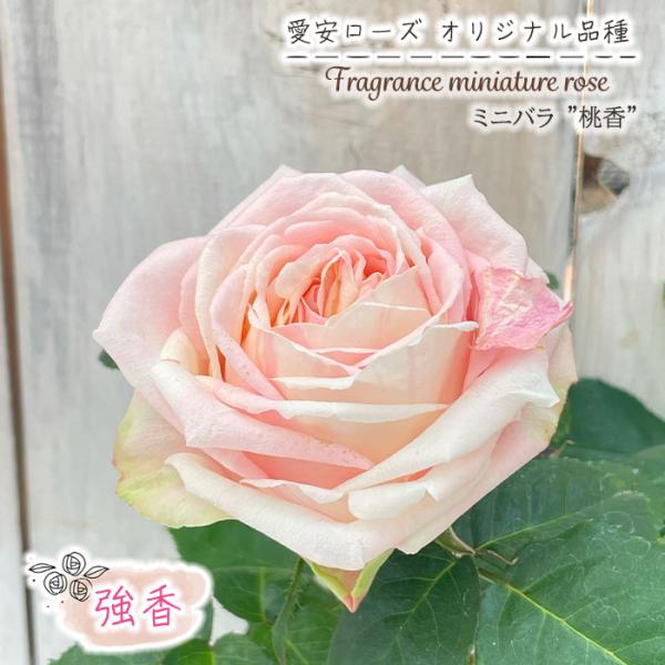 予約販売 ミニバラ 桃香 3号ポット 四季咲き 強香 香り バラ 薔薇 バラ苗 苗 ピンク 愛安ロー...