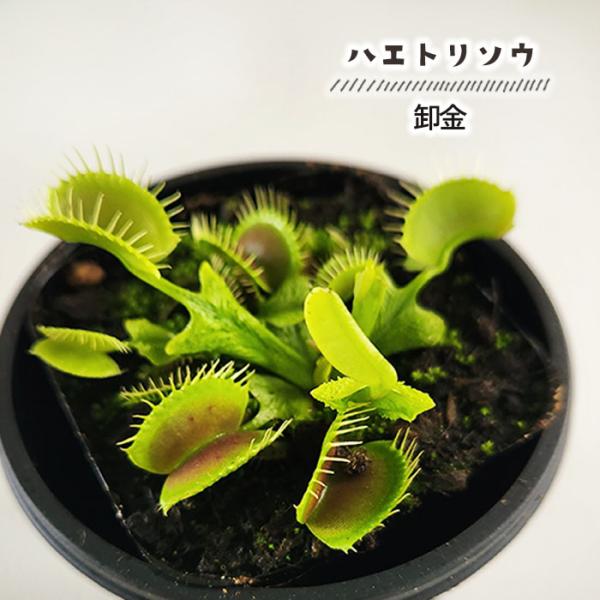 食虫植物 ハエトリソウ 卸金 3号鉢 ハエトリグサ 水生植物 sad