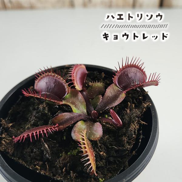 食虫植物 ハエトリソウ キョウトレッド 3号鉢 ハエトリグサ 水生植物 sad