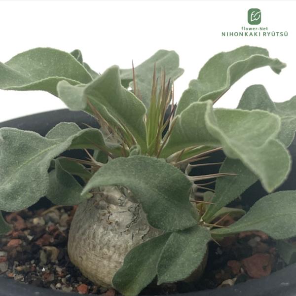 多肉植物 caパキポディウム ナマクアナム 光堂 実生 3号鉢 多肉植物 パキポディウム コーデック...