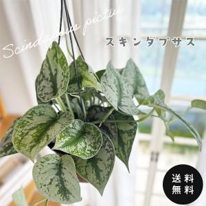 観葉植物 ドラセナ ソングオブサイアム 5号ポット : 園芸ネット - 通販