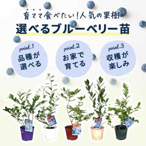 予約販売 選べる14品種 ブルーベリー 苗 ノ...の詳細画像1
