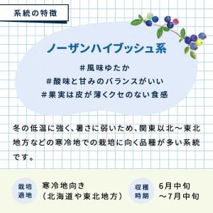 予約販売 選べる14品種 ブルーベリー 苗 ノ...の詳細画像2