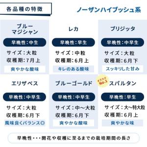 予約販売 選べる14品種 ブルーベリー 苗 ノ...の詳細画像3