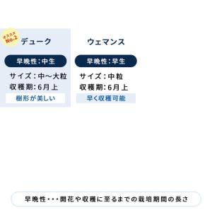予約販売 選べる14品種 ブルーベリー 苗 ノ...の詳細画像5