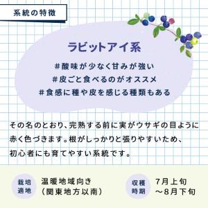 予約販売 選べるブルーベリー苗 ラビットアイ系...の詳細画像2
