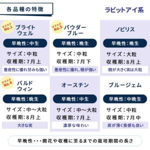予約販売 選べるブルーベリー苗 ラビットアイ系...の詳細画像3