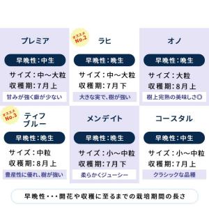 予約販売 選べるブルーベリー苗 ラビットアイ系...の詳細画像4