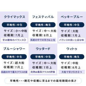 予約販売 選べるブルーベリー苗 ラビットアイ系...の詳細画像5