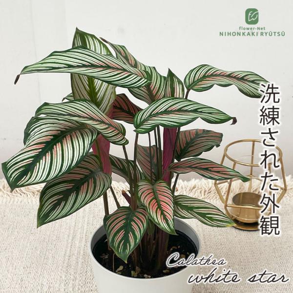 予約販売 観葉植物 カラテア ホワイトスター 4号鉢 小型 小さい 室内 プレゼント インテリア お...