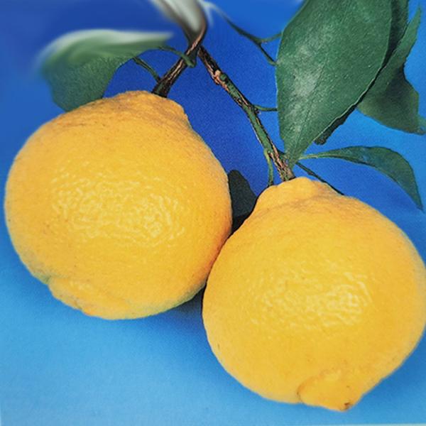 予約販売 箒作り果樹苗 みかん苗 はるか 12cmポット ハイブリッド柑橘 苗木 庭木 柑橘類 果樹...