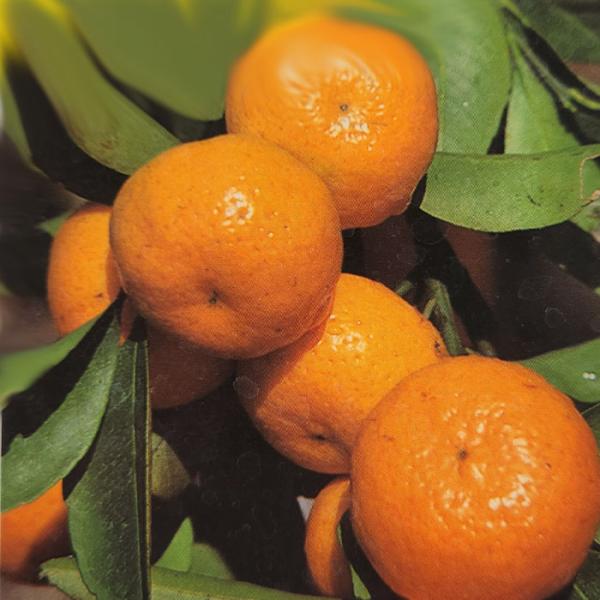 予約販売 箒作り果樹苗 みかん苗 小みかん 12cmポット ミカン 苗木 庭木 柑橘類 果樹苗 接木...