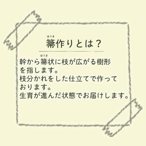 予約販売 箒作り果樹苗 みかん苗 小みかん 1...の詳細画像1