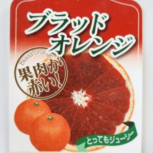 日本花キ流通 ジャボチカバ 苗 12cmポット 送料無料 珍しい 四季成り