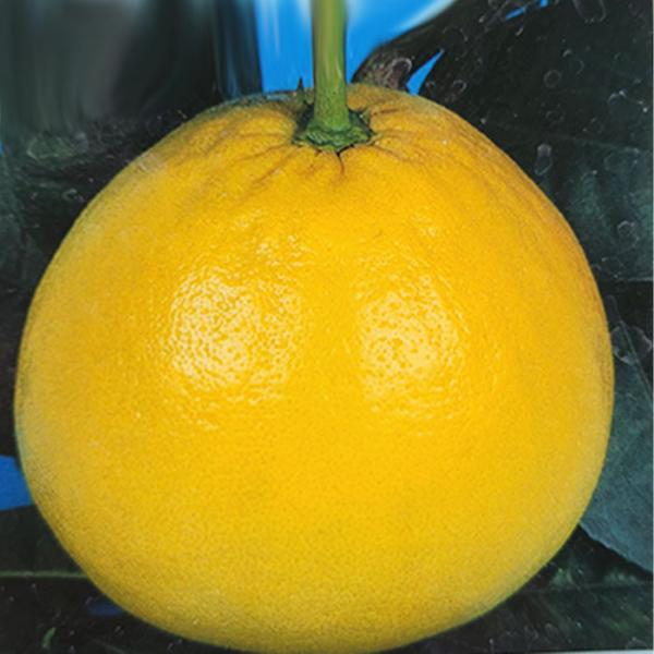 予約販売 箒作り果樹苗 晩白柚 12cmポット バンペイユ ザボン 苗木 庭木 柑橘類 果樹苗 接木...