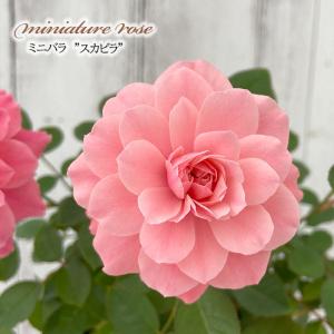 日本花キ流通 予約販売 バラ 苗 バラ 新苗 つるバラ リバプールエコー