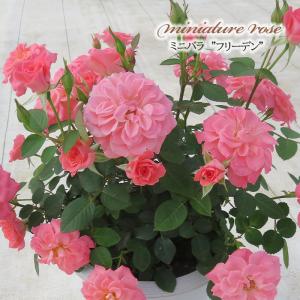 日本花キ流通 予約販売 ミニバラ ミサキ 3号ポット 四季咲き バラ 薔薇