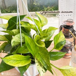 おしゃれ 観葉植物：ポトス テルノシャングリラ*5号 吊り鉢 : 遊恵盆栽