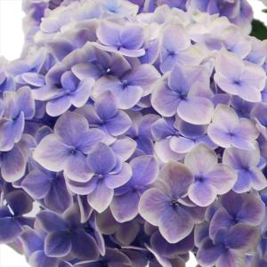 予約販売 アジサイ ラピスラズリ 10.5cmポット 加茂 KAMOセレクション