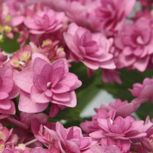 日本花キ流通 アジサイ クレイジーテンシアブルー 10.5cmポット