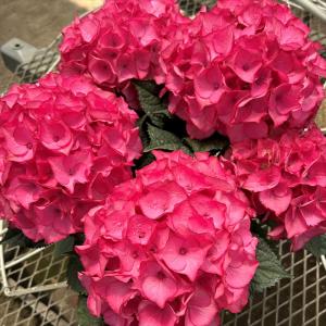 アジサイ カラフルランジア スパイス[No3] 花木苗 3号/お買い得4個